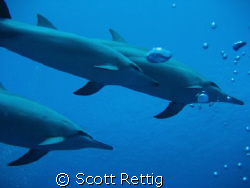 Big Island spinners by Scott Rettig 
